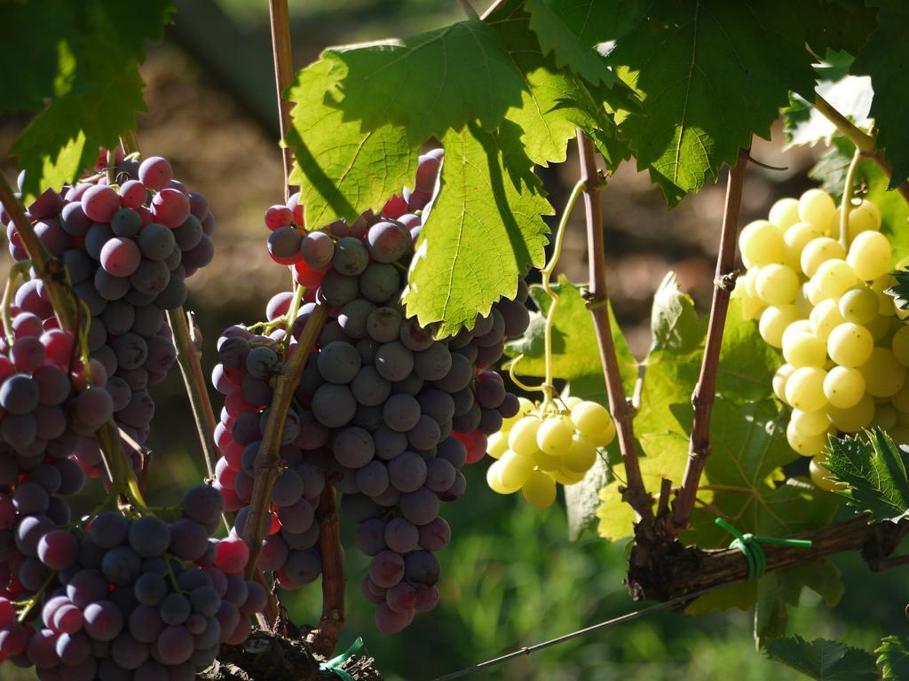 Azienda Agricola Polveraia San Gimignano Exterior photo